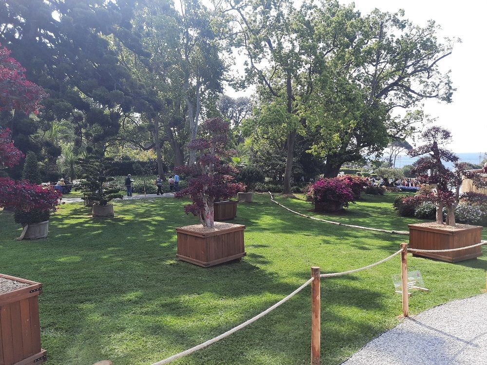 I Bonsai ad Euroflora sovvenzionati da A.Se.F.