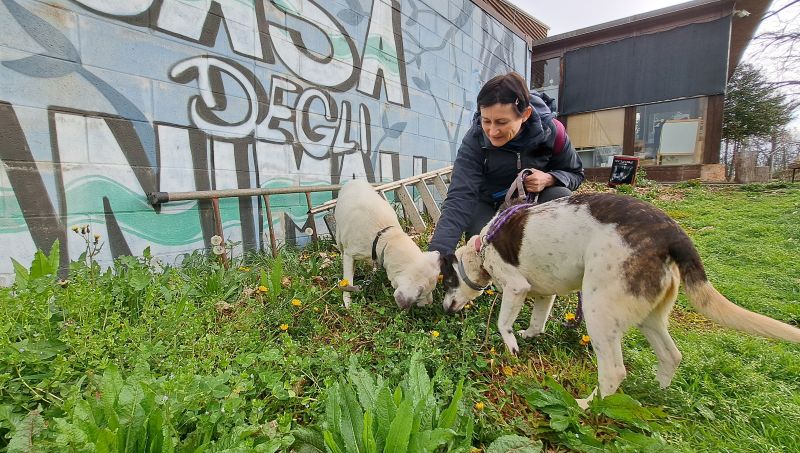 ACCORDO CON I CANILI, A.SE.F. PAGA LE CREMAZIONI DEI RANDAGI
